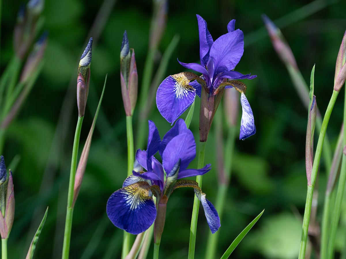 Blüten